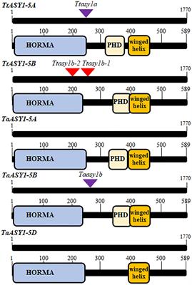 ASYNAPSIS 1 ensures crossover fidelity in polyploid wheat by promoting homologous recombination and suppressing non-homologous recombination